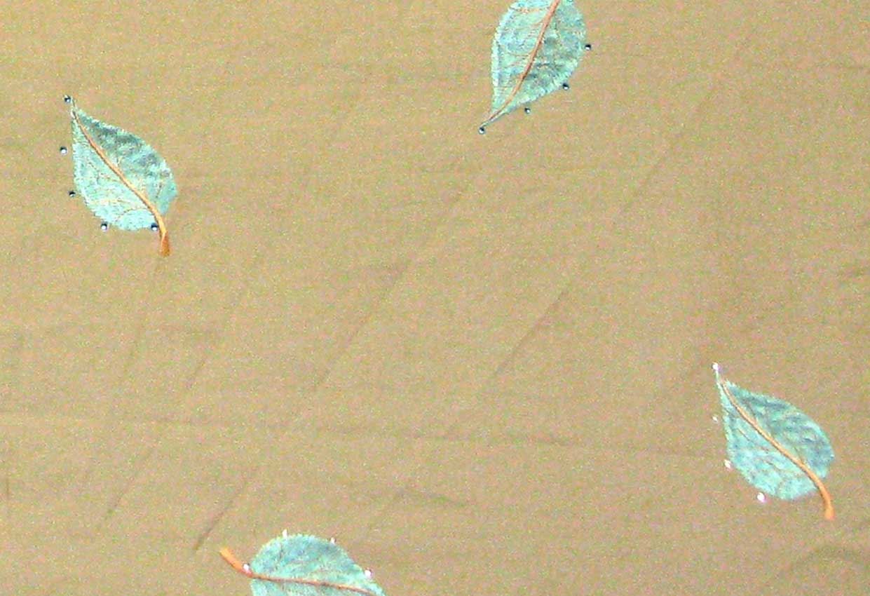 Picture of STARLEAF-LAGOON