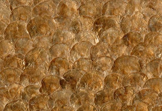 Picture of TEATA WC-HONEY