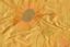 Picture of POINSETTIA-MUSTARD