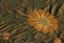 Picture of POINSETTIA-UMBER