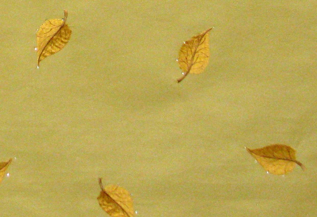 Picture of STARLEAF-GOLD