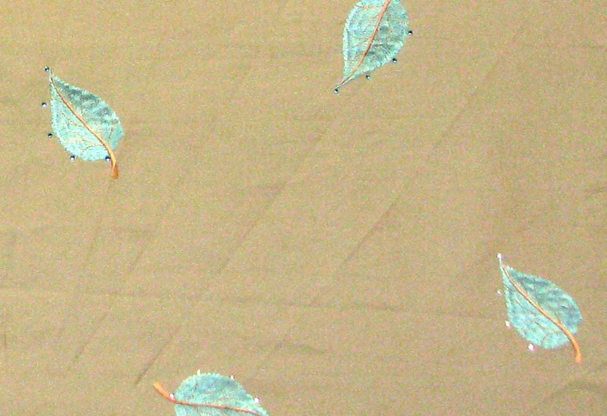 Picture of STARLEAF-LAGOON